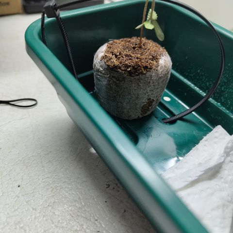 Freja growlog photo: Too little water. Made the Jiffy wet and supported her with a cable tie. 