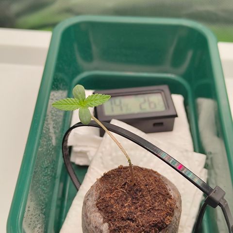 Freja growlog photo: She started to look up again within half an hour. Looks better now. 