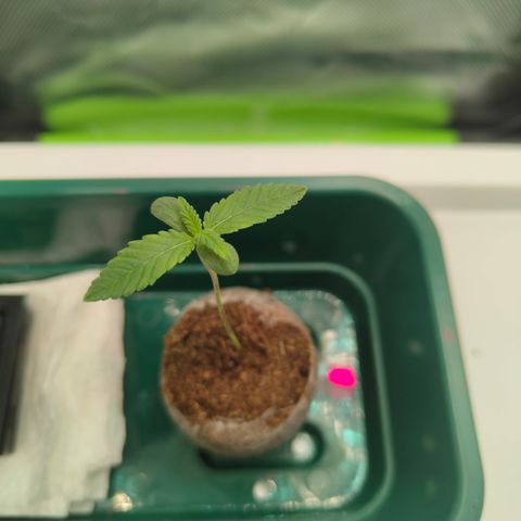 Freja growlog photo: Removed support. She looks healthier now. 