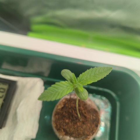 Freja growlog photo: Removed support. She looks healthier now. 