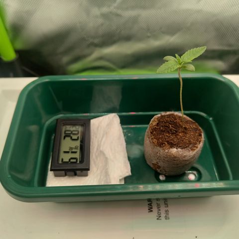 Freja growlog photo: Removed support. She looks healthier now. 