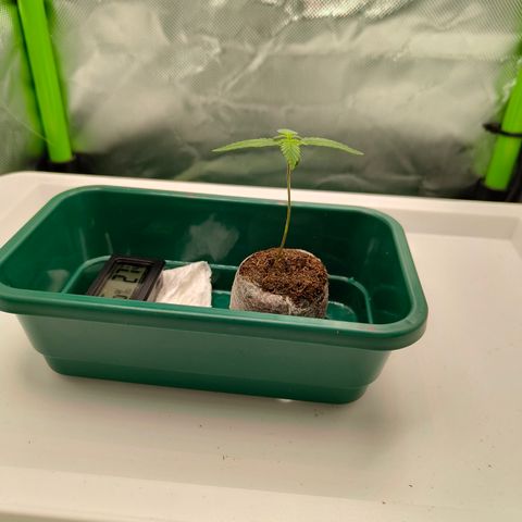 Freja growlog photo: raised ppfd to 150