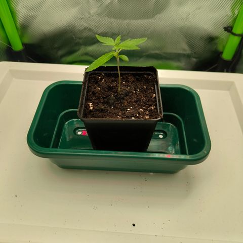Freja growlog photo: Upped ppfd to 300
Assuming start of vegetative phase today.