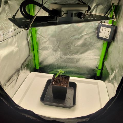 Freja growlog photo: Upped ppfd to 300
Assuming start of vegetative phase today.
