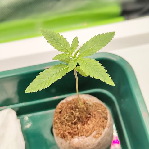 Freja growlog photo: Upped ppfd to 300
Assuming start of vegetative phase today.