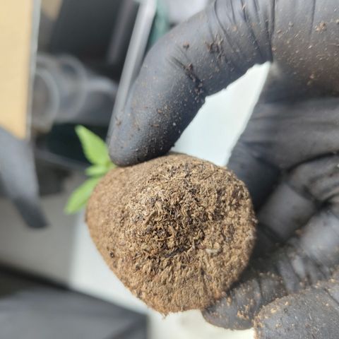 Freja growlog photo: Upped ppfd to 300
Assuming start of vegetative phase today.