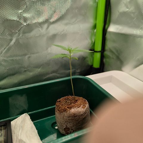 Freja growlog photo: Upped ppfd to 300
Assuming start of vegetative phase today.