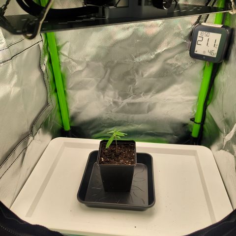 Freja growlog photo: Upped ppfd to 300
Assuming start of vegetative phase today.