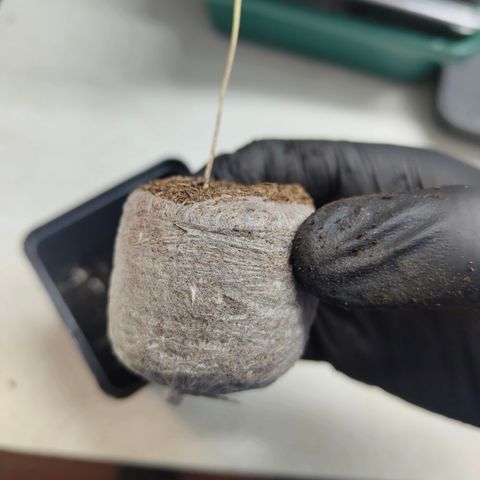 Freja growlog photo: Upped ppfd to 300
Assuming start of vegetative phase today.