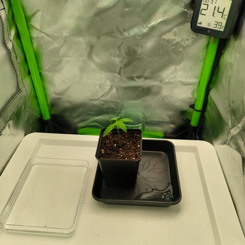 Freja growlog timeline photo
