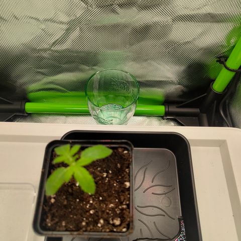 Freja growlog timeline photo