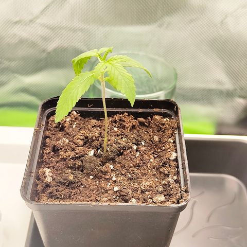 Freja growlog timeline photo