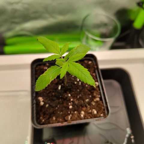 Freja growlog timeline photo