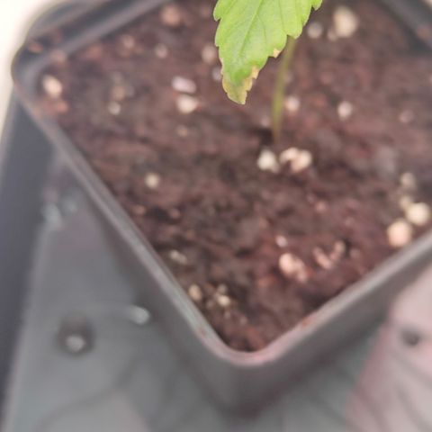 Freja growlog timeline photo