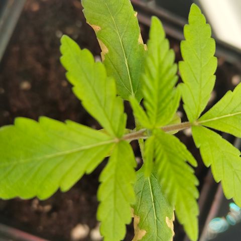 Freja growlog timeline photo