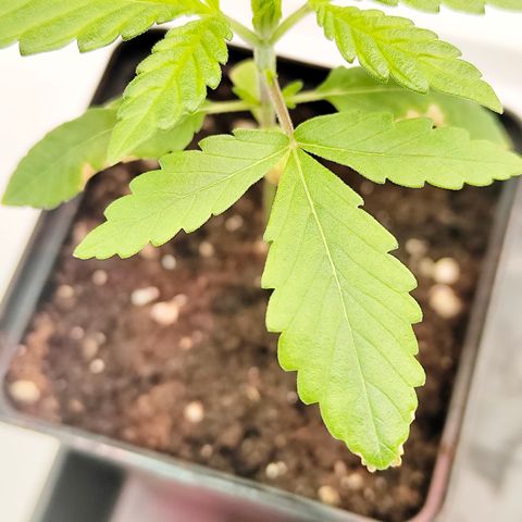 Freja growlog timeline photo