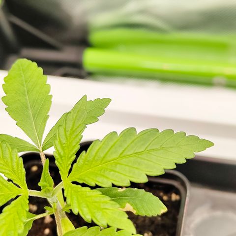 Freja growlog timeline photo