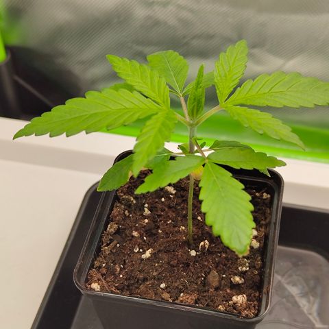Freja growlog timeline photo