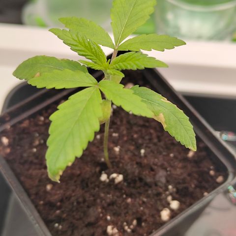 Freja growlog timeline photo