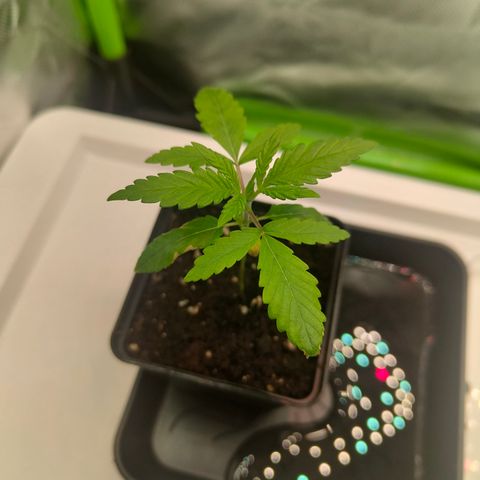 Freja growlog timeline photo