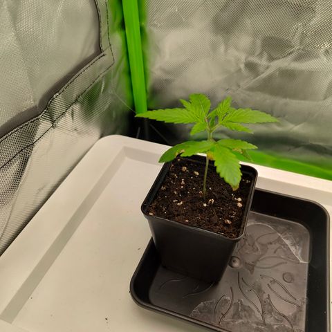 Freja growlog timeline photo