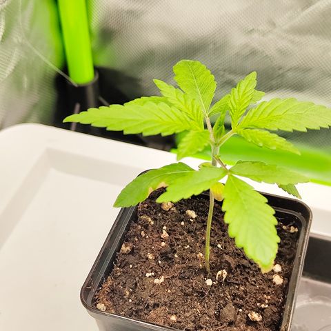 Freja growlog timeline photo