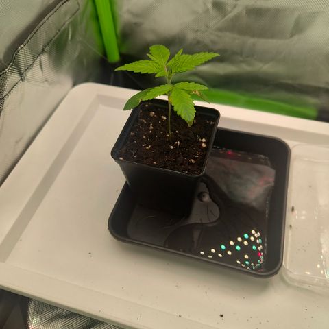 Freja growlog timeline photo