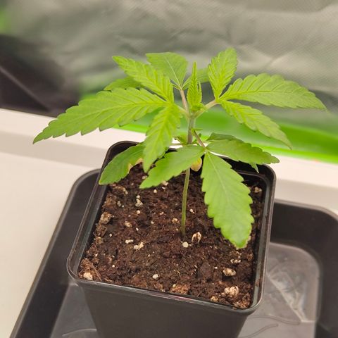 Freja growlog timeline photo