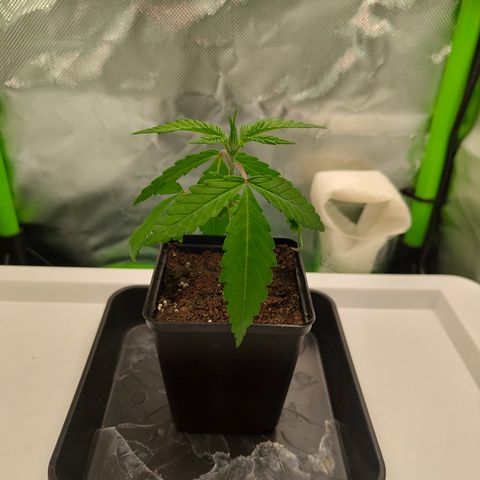 Freja growlog timeline photo