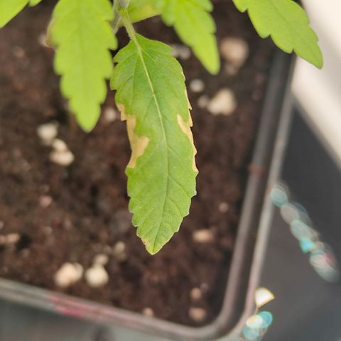 Freja growlog timeline photo