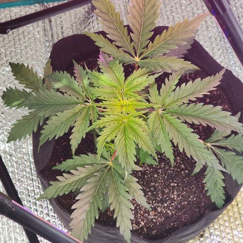 Jungle Boys La Baker growlog photo: Transplanted from areo garden to soil today.