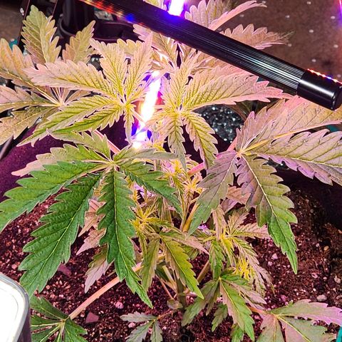 Jungle Boys La Baker growlog photo: Day After transplant and topping