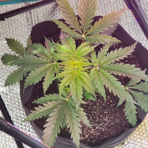 Jungle Boys La Baker growlog timeline photo