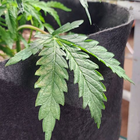 Jungle Boys La Baker growlog timeline photo