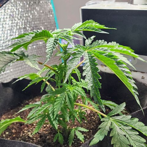Jungle Boys La Baker growlog timeline photo