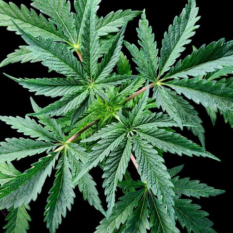 Jungle Boys La Baker growlog timeline photo