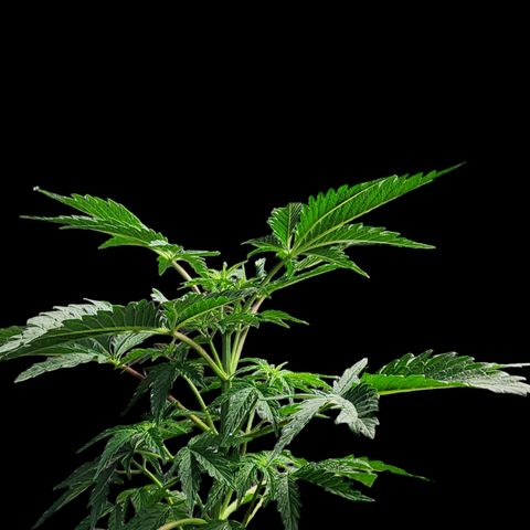 Jungle Boys La Baker growlog timeline photo