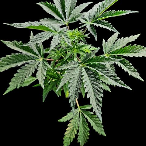 Jungle Boys La Baker growlog timeline photo