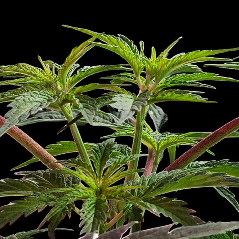 Jungle Boys La Baker growlog timeline photo