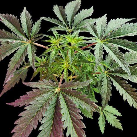Jungle Boys La Baker growlog timeline photo