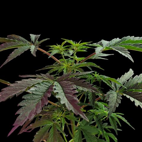 Jungle Boys La Baker growlog timeline photo