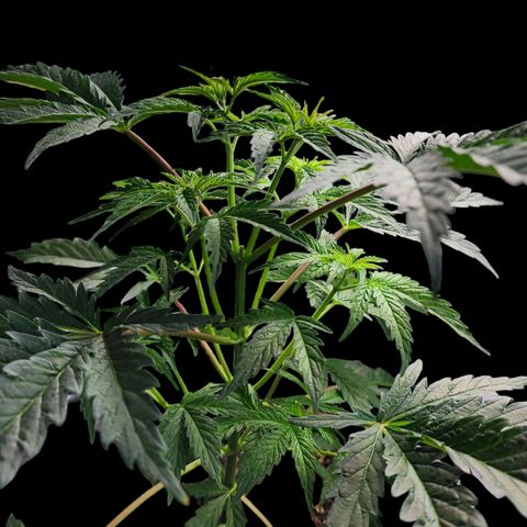 Jungle Boys La Baker growlog timeline photo