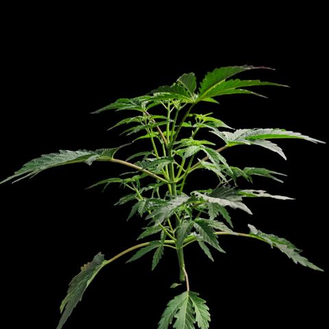 Jungle Boys La Baker growlog timeline photo