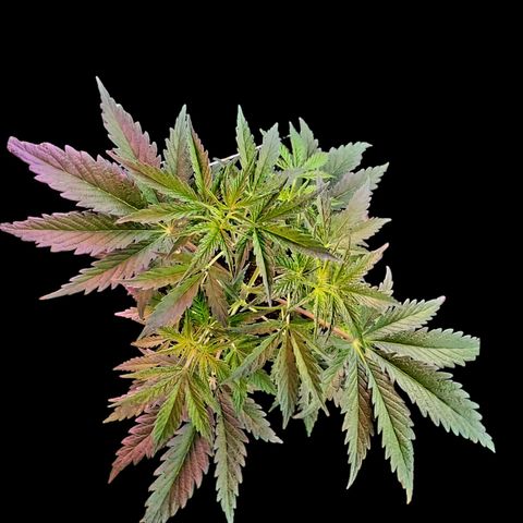 Jungle Boys La Baker growlog timeline photo