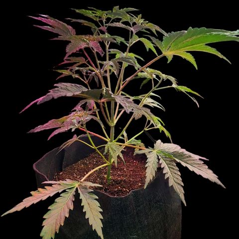 Jungle Boys La Baker growlog timeline photo