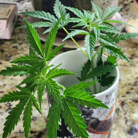 Jungle Boys La Baker growlog photo: Clones dipped in honey and planted.

