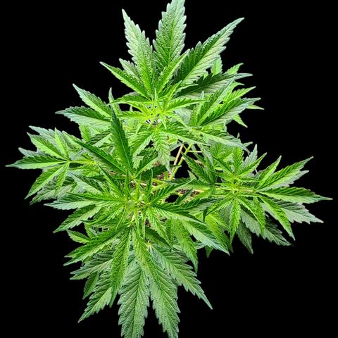Jungle Boys La Baker growlog timeline photo