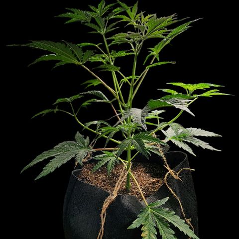 Jungle Boys La Baker growlog timeline photo