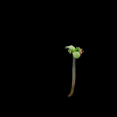 Tropicana Cherry growlog timeline photo