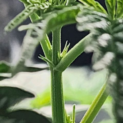 Jungle Boys La Baker growlog timeline photo